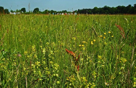 Three Hagges Woodmeadow
